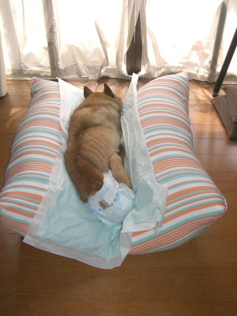 床ずれ防止ｖクッション 今日の親バカ