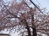 大きな桜