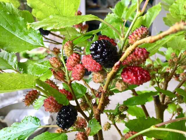 桑クワマルベリー大株鉢植えリクガメエサ