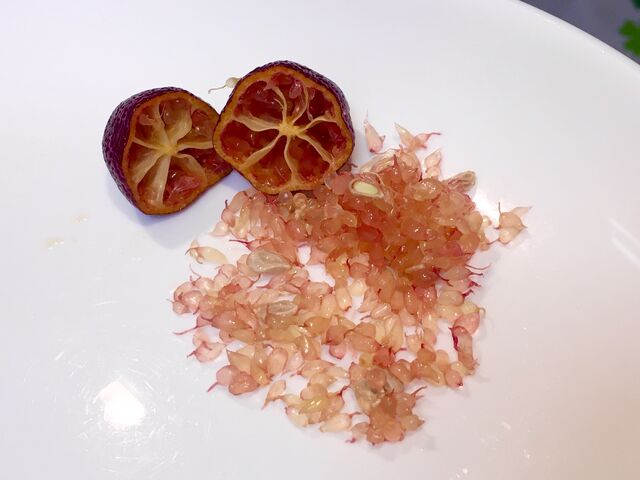 デザートライム フィンガーライム オーストラリアンブラッドライムの素人栽培記録 育て方 In21 会長の趣味いろいろblog