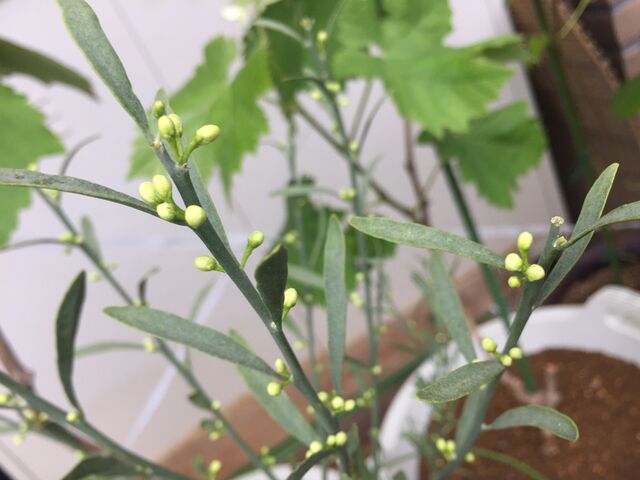 超希少デザートライム フィンガーライムの素人栽培記録 育て方 In21 会長の趣味いろいろblog