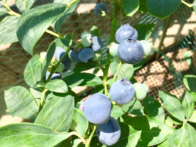 ブルーベリー栽培記録 サザンハイブッシュ系 ミスティ In21 会長の趣味いろいろblog