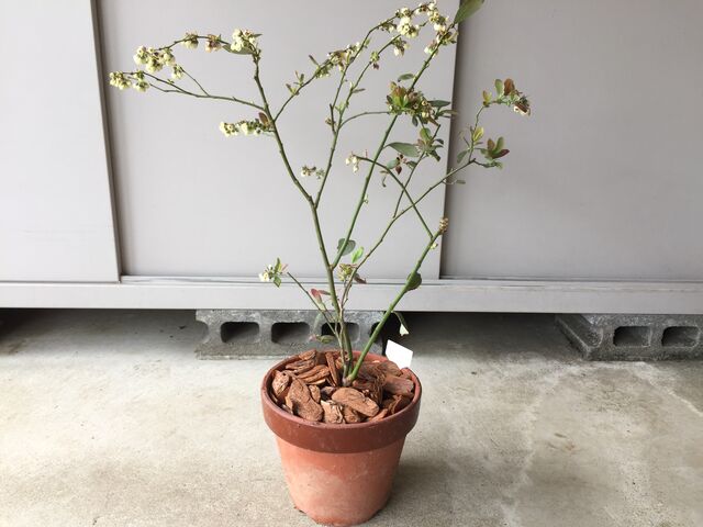 ブルーベリー栽培記録 サザンハイブッシュ系 ミスティ In21 会長の趣味いろいろblog