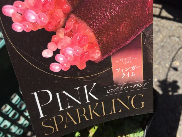 超希少デザートライム フィンガーライムの素人栽培記録 育て方 In21 会長の趣味いろいろblog