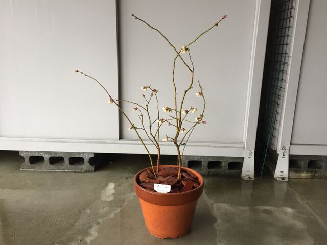 ブルーベリー栽培記録 サザンハイブッシュ系 オニール In21 会長の趣味いろいろblog