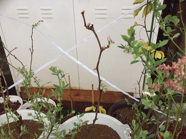 庭でシャインマスカット 巨峰の鉢植え栽培に挑戦 芽吹き 芽かき編 会長の趣味いろいろblog 庭でシャインマスカット 巨峰の鉢植え栽培に挑戦 芽吹き 芽かき編 会長の趣味いろいろblog