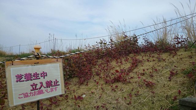 道草を食ってみよう イタドリ 虎杖 の収穫 採取時期と方法は 会長の趣味いろいろblog 道草を食ってみよう イタドリ 虎杖 の収穫 採取時期と方法は 会長の趣味いろいろblog