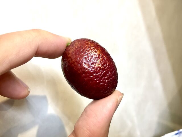 オーストラリアンブラッドライム フィンガーライム の素人栽培記録 育て方 In22 会長の趣味いろいろblog