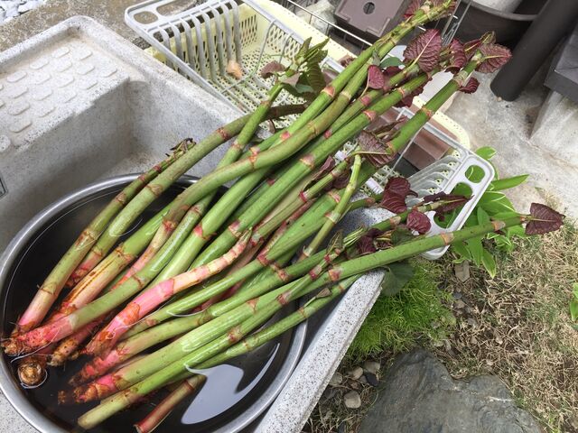 イタドリ すかんぽ の下処理 あく抜き方法 道草を食ってみよう 会長の趣味いろいろblog