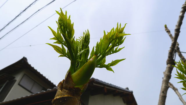 たらの芽 トゲ有り と トゲ無し の違いって何だろう 会長の趣味いろいろblog