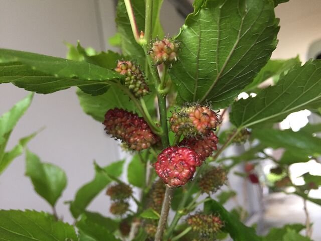 桑クワマルベリー大株鉢植えリクガメエサ