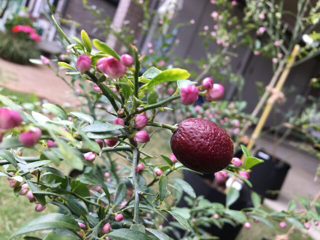 オーストラリアンブラッドライム フィンガーライム の素人栽培記録 育て方 In22 会長の趣味いろいろblog