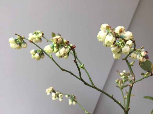 ブルーベリー栽培記録 サザンハイブッシュ系 ミスティ In21 会長の趣味いろいろblog