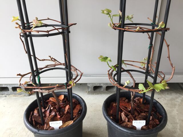 デラウェア栽培記録 素人が庭で鉢植え栽培にチャレンジ In21 会長の趣味いろいろblog デラウェア栽培記録 素人が庭で鉢植え栽培にチャレンジ In21 会長の趣味いろいろblog