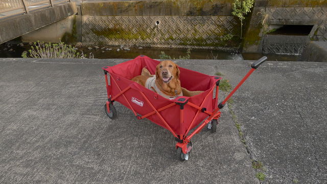 Colemanのアウトドアワゴンを高齢犬のお散歩&介護用に!! : 会長の趣味いろいろBLOG