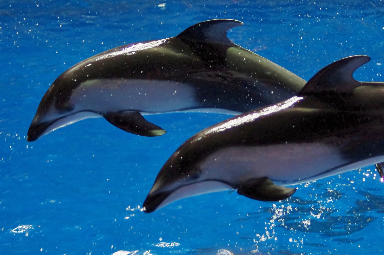 アクアスタジアムのイルカたち ロロちゃんが撮った飛行機たち