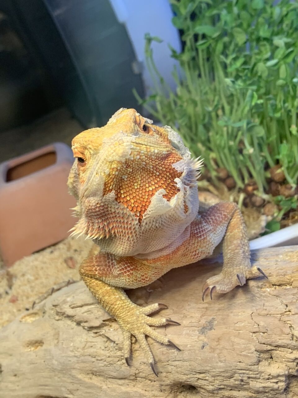 けつあごの脱皮 ものぐさとかげ日記 けつあごの脱皮 ものぐさとかげ日記