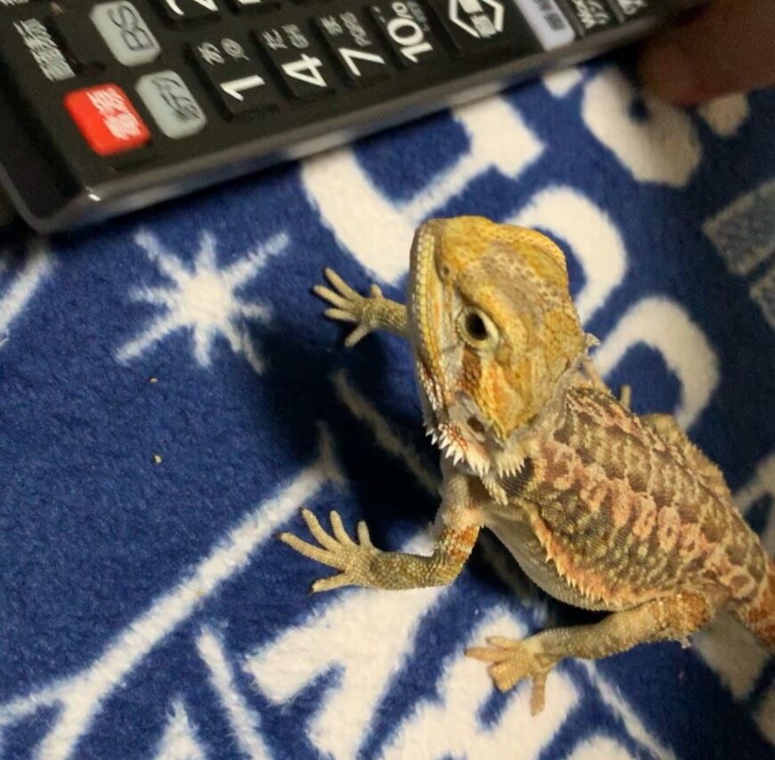 ケツアゴ 思いの外重症だった 6考察 ものぐさとかげ日記