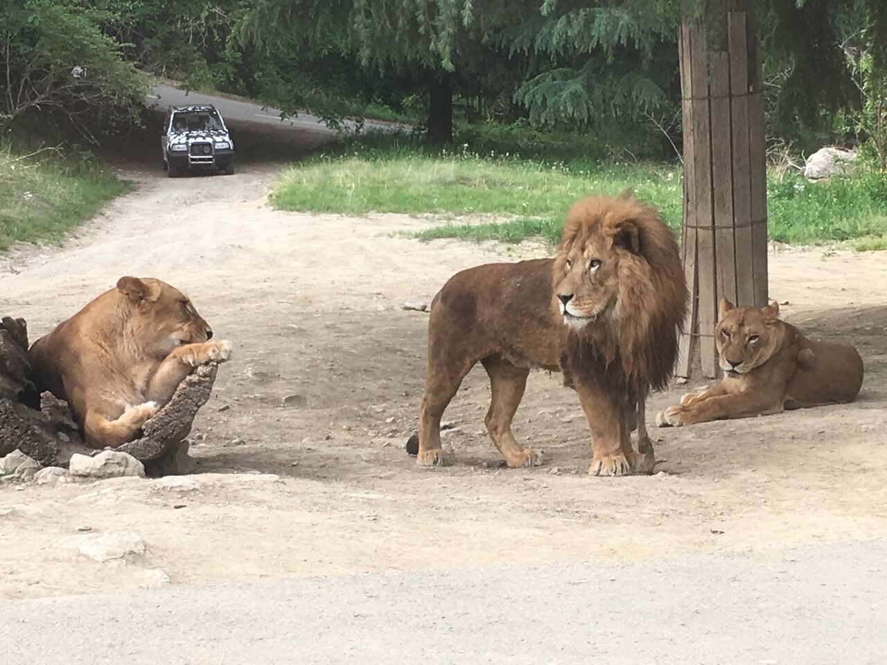 猛獣たちの棲むところ 群馬サファリパーク 昼編 ものぐさとかげ日記