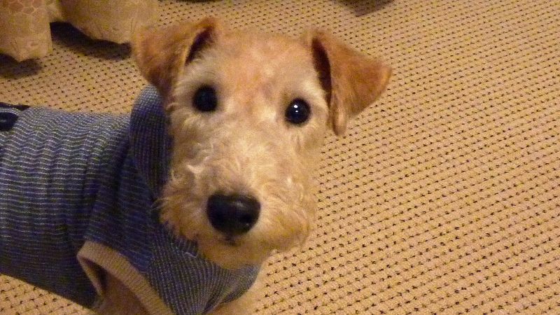 我が家のレークランドテリアです Primosado Weblog