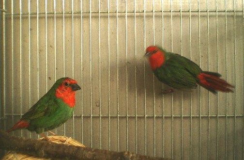 日の丸鳥の交尾を確認しました Primosado Weblog 日の丸鳥の交尾を確認しました Primosado Weblog