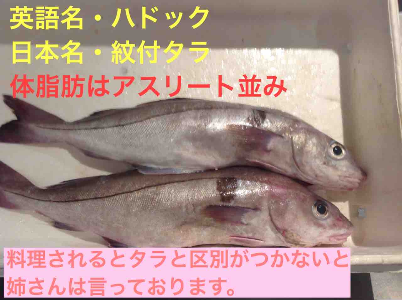 イギリスで食べられるお魚の英語名と日本語名 ロンドンのプリムローズヒルの魚屋 プリヒル姉さんのブログ