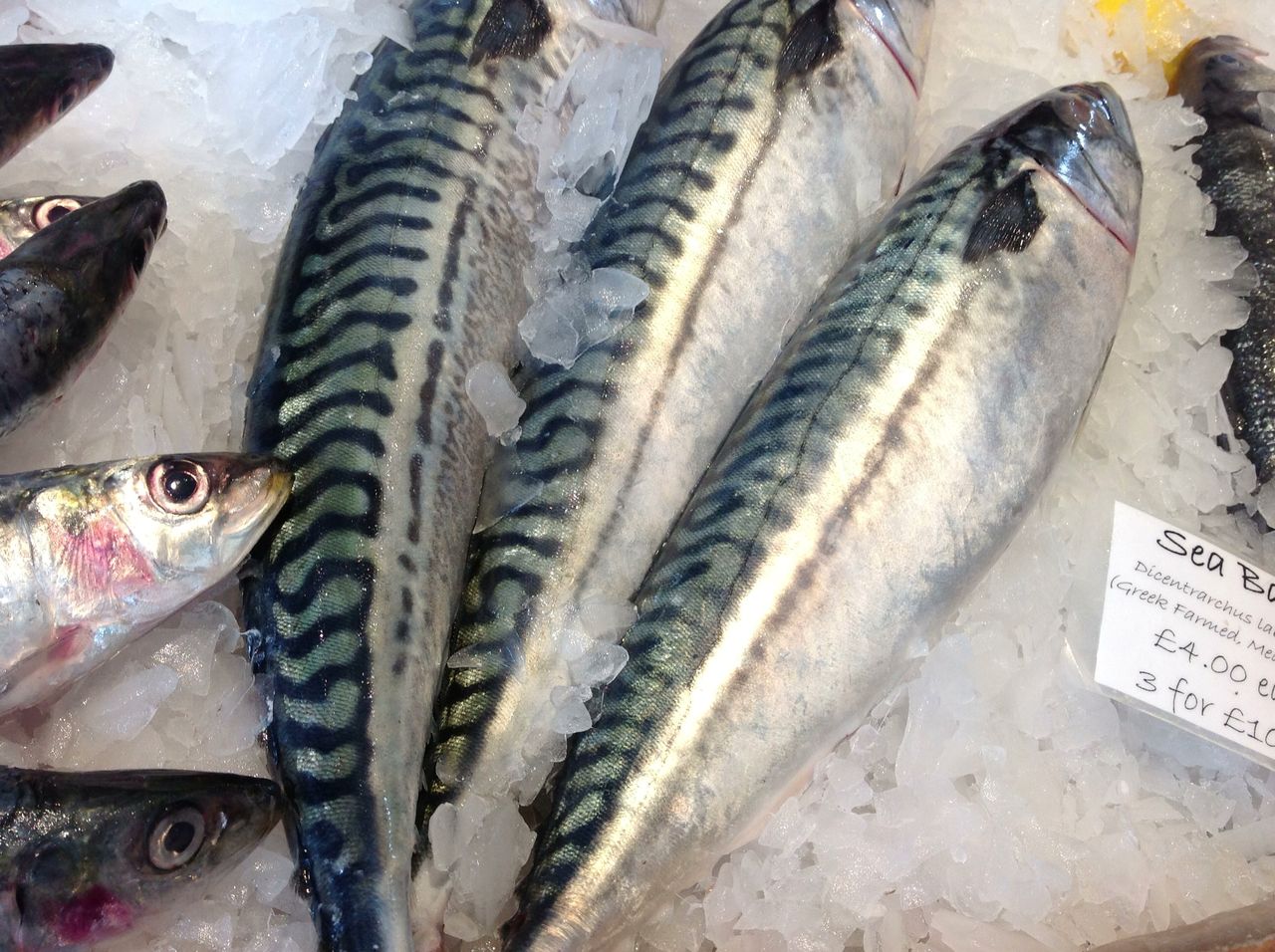 保存版イギリスでよく食べる魚の図鑑ー解説付き ロンドンのプリムローズヒルの魚屋 プリヒル姉さんのブログ 保存版イギリスでよく食べる魚の図鑑ー解説付き ロンドンのプリムローズヒルの魚屋 プリヒル姉さんのブログ