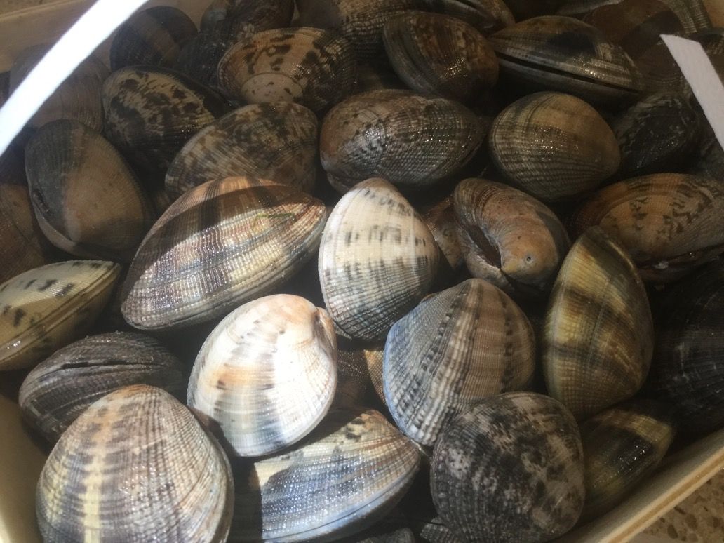 あさりの砂出しの真実 ロンドンの魚屋 プリヒル姉さん ロンドンのプリムローズヒルの魚屋 プリヒル姉さんのブログ