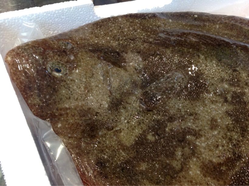 平たい魚 ヒラメではないを簡単に見分ける方法 ロンドンのプリムローズヒルの魚屋 イギリス生活 平たい魚 ヒラメではないを簡単に見分ける方法 ロンドンのプリムローズヒルの魚屋 イギリス生活