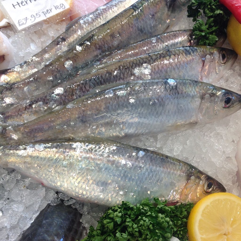 保存版イギリスでよく食べる魚の図鑑ー解説付き ロンドンのプリムローズヒルの魚屋 プリヒル姉さんのブログ 保存版イギリスでよく食べる魚の図鑑ー解説付き ロンドンのプリムローズヒルの魚屋 プリヒル姉さんのブログ