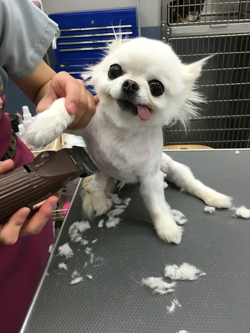 両親 チロ ちゃん