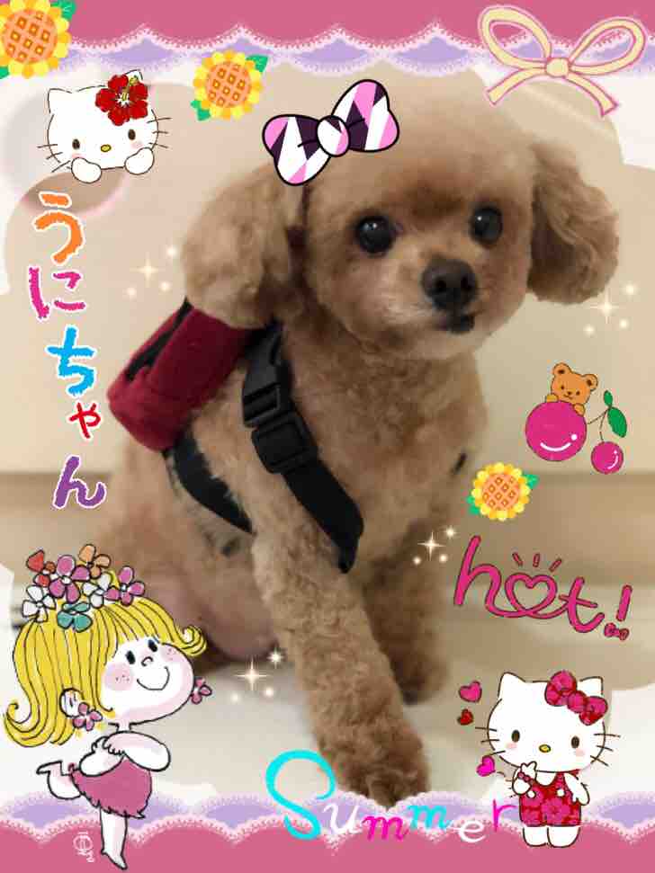 今月のワンちゃん ウニ キッキ ソラ メイ チョコ シロ ライム ロイ ちゃん達です 犬の美容室princess プリンセス 今月のワンちゃん ウニ キッキ ソラ メイ チョコ シロ ライム ロイ ちゃん達です 犬の美容室princess プリンセス