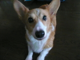 purin