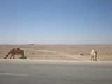rakuda on the way to petra