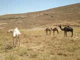 rakuda on the way to petra 2