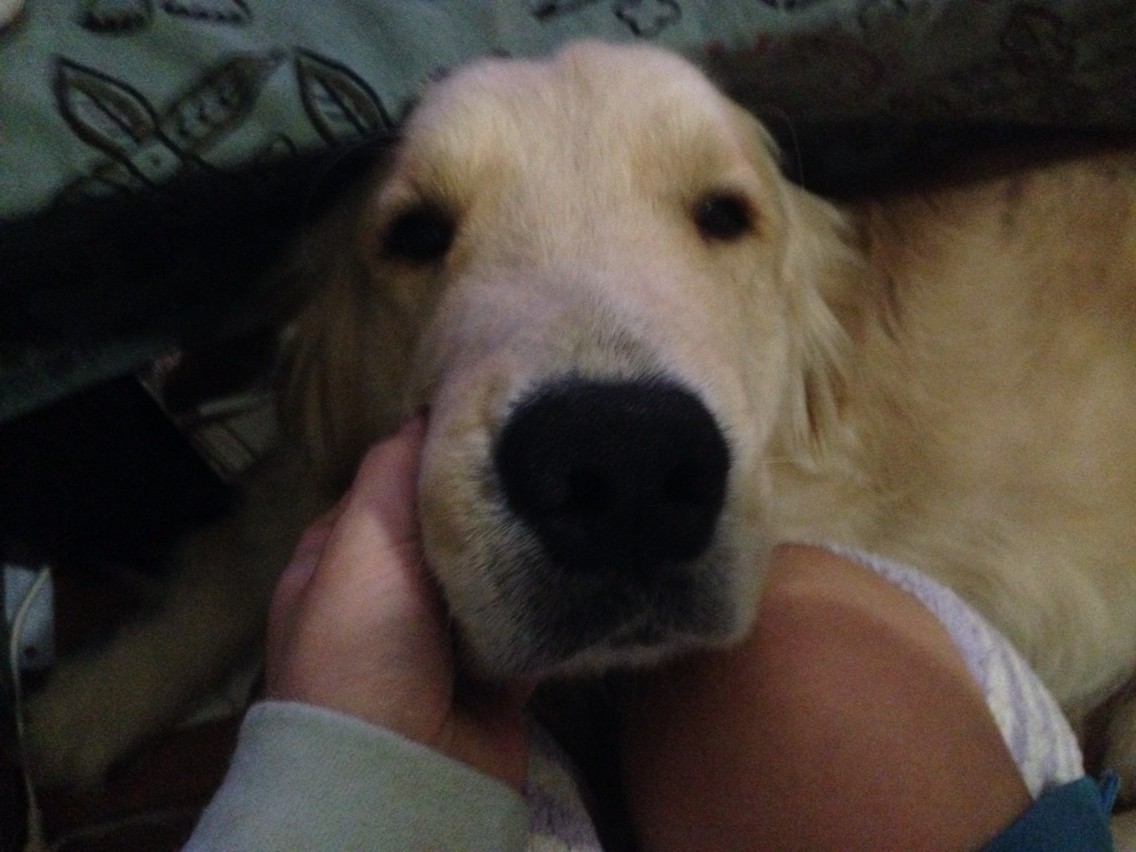 扁桃炎 版画家 石川真衣とゴールデンレトリバーブログ 扁桃炎 版画家 石川真衣とゴールデンレトリバーブログ