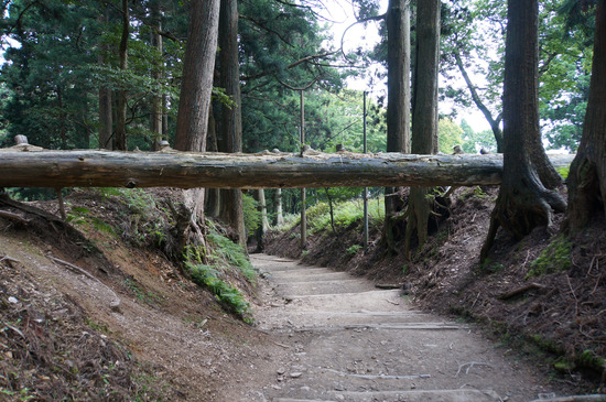 表参道巨大倒木