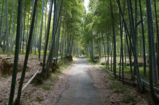 竹林
