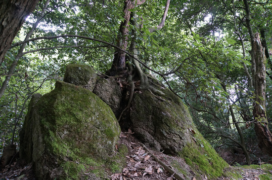 岩から生える木