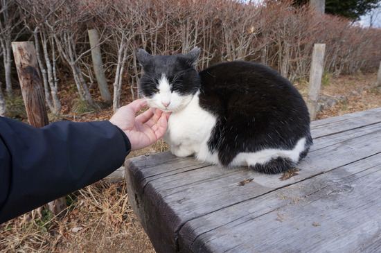 猫と仲良し