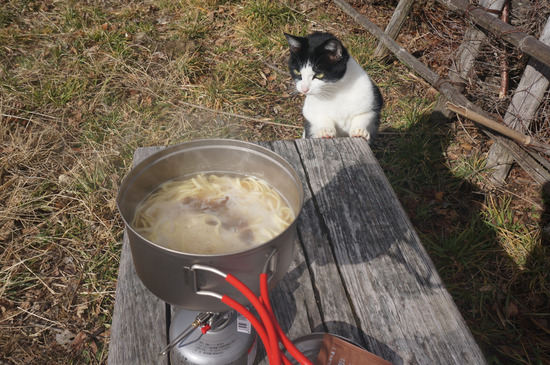 ラーメンを狙う猫