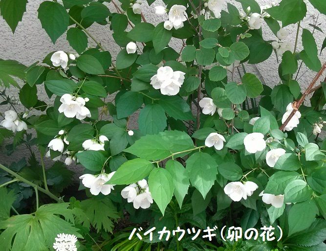 卯の花のにおう垣根に 夏は来ぬ 小さな庭のガーデニング日誌