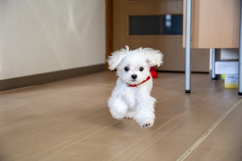 dog9