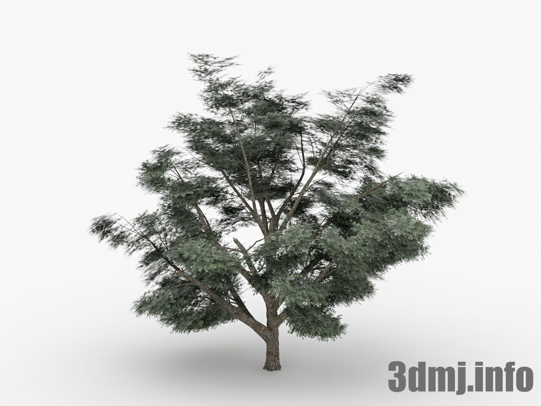 樹木 Tree 無料3dデータの3dモデルジャパン 3d Model Japan