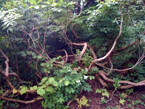写真(10)