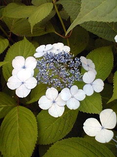 c4f96df7.jpg