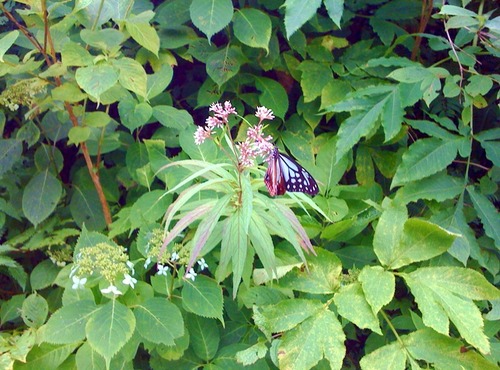 写真(11)