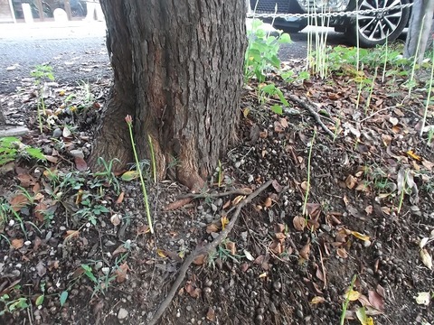 曼珠沙華