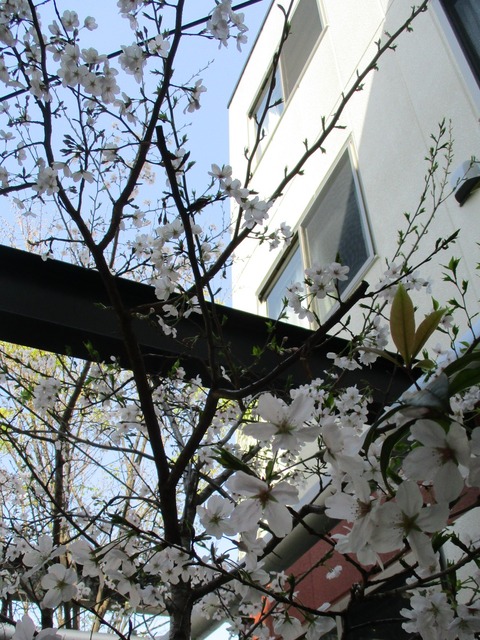 施設の桜① (2)