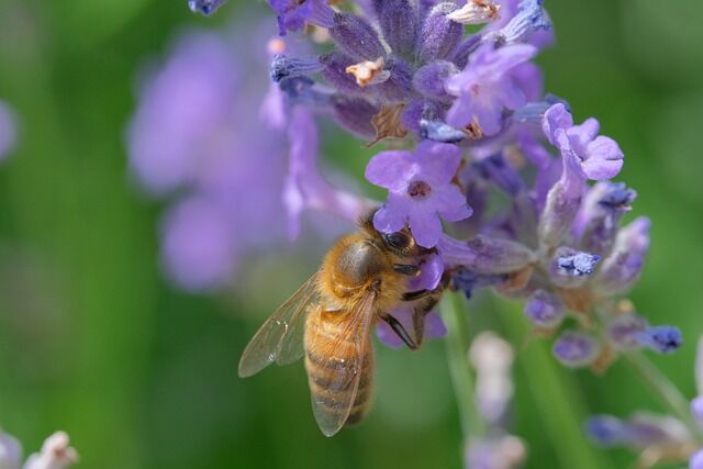べた付く原因の蜂ヤニは不要? : ブラジルで採れるプロポリス